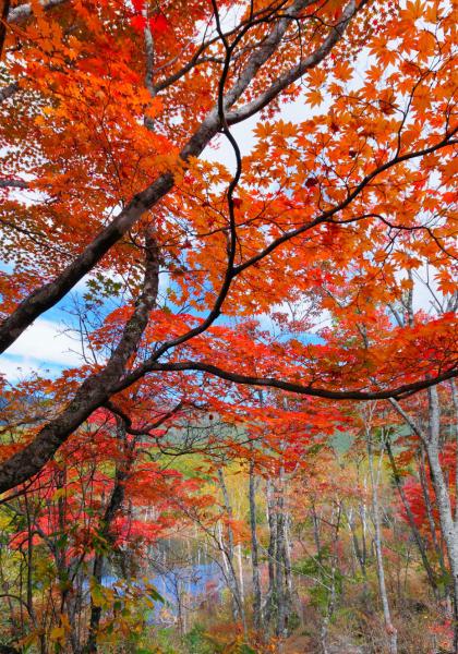 Forêt d'automne avec des feuilles rouges et orange.