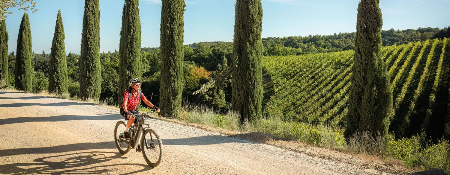 Cyclist on dirt road between cypress trees and vineyards.